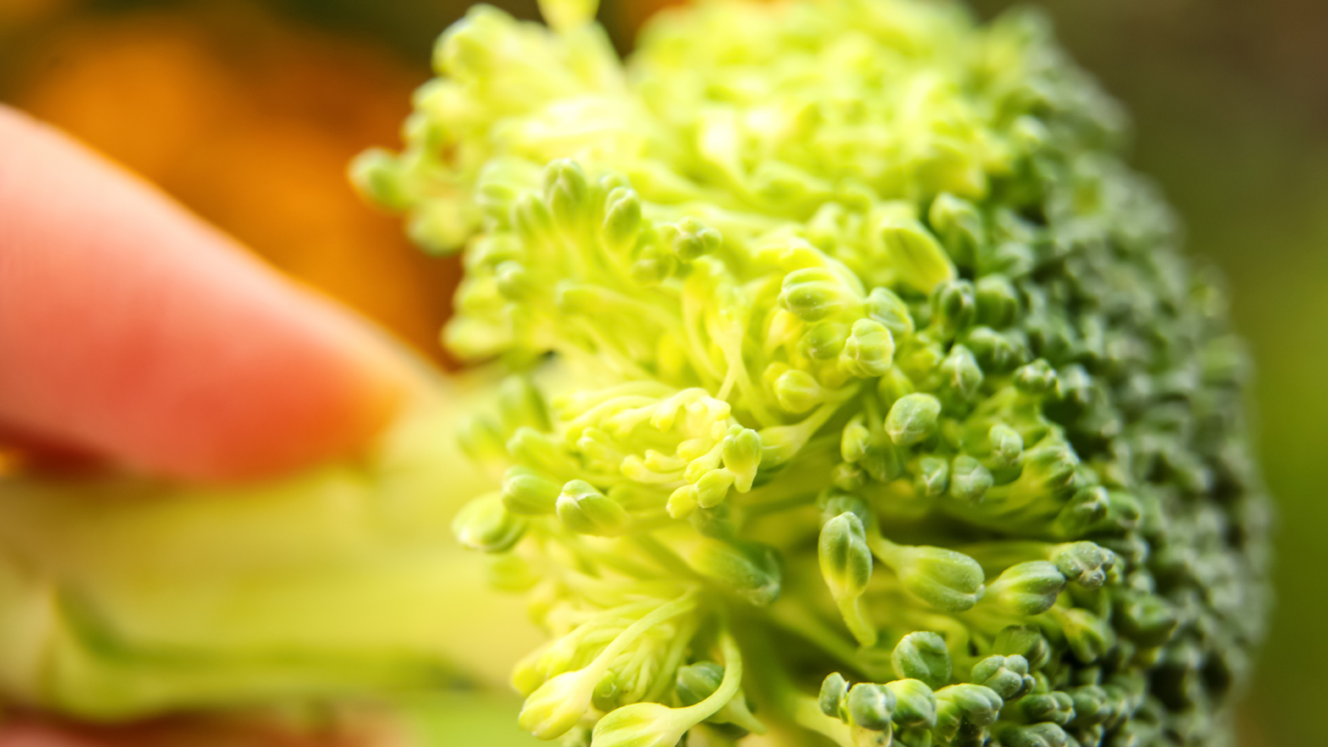 Detaillierte Macro-Aufnahme eines Brokkoli