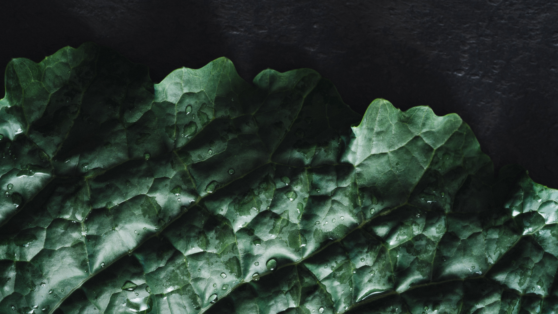 Detaillierte Macro-Aufnahme eines Salatblatts