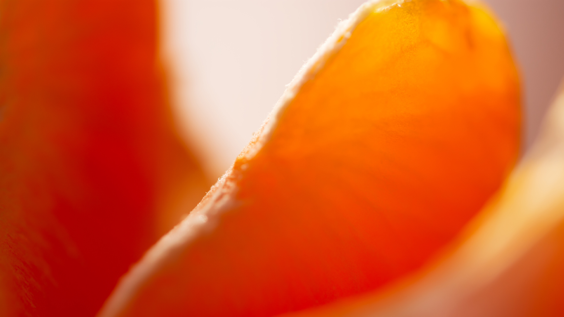 Detaillierte Macro-Aufnahme einer Orange