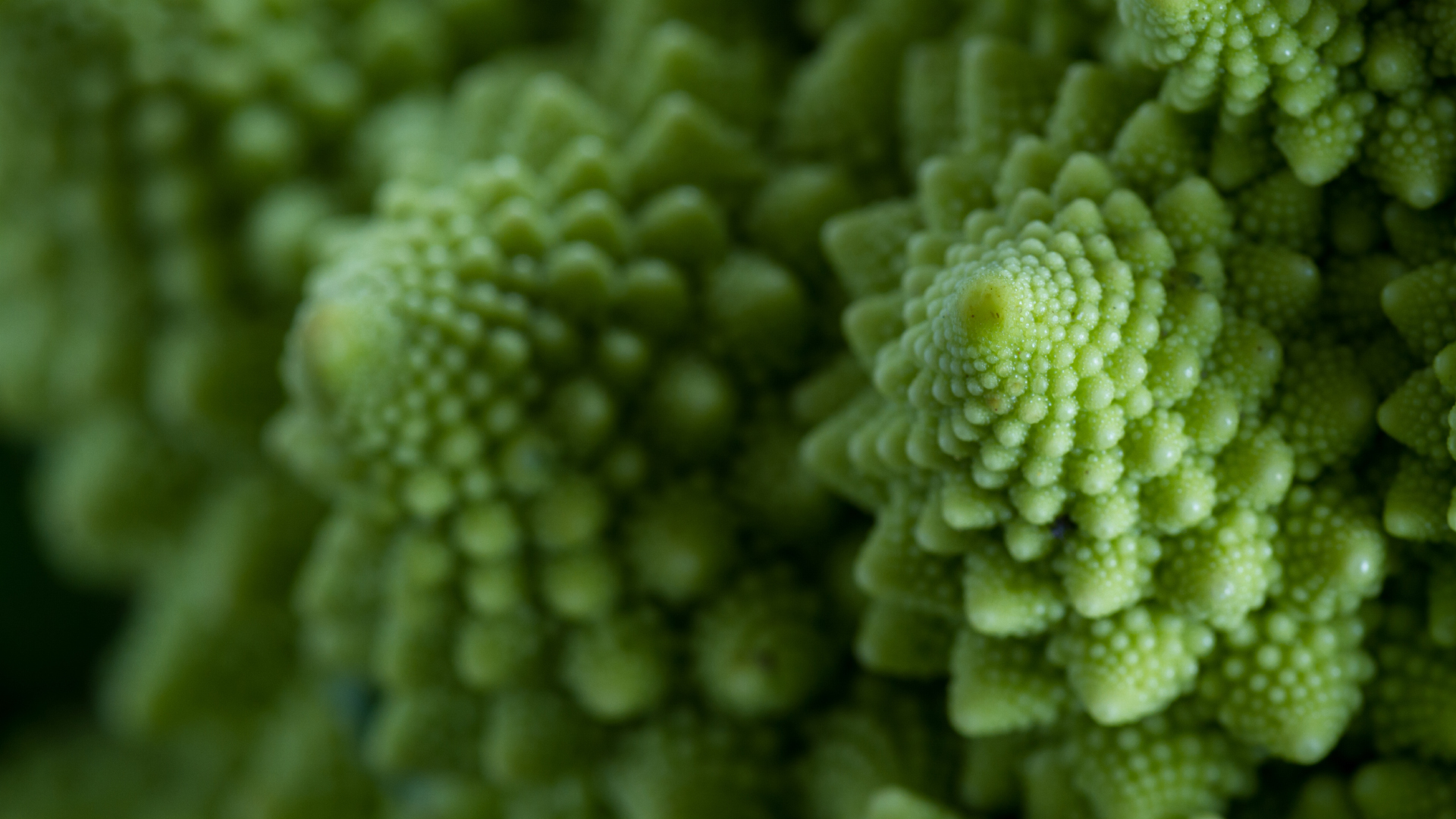 Detaillierte Macro-Aufnahme eines Romanesco